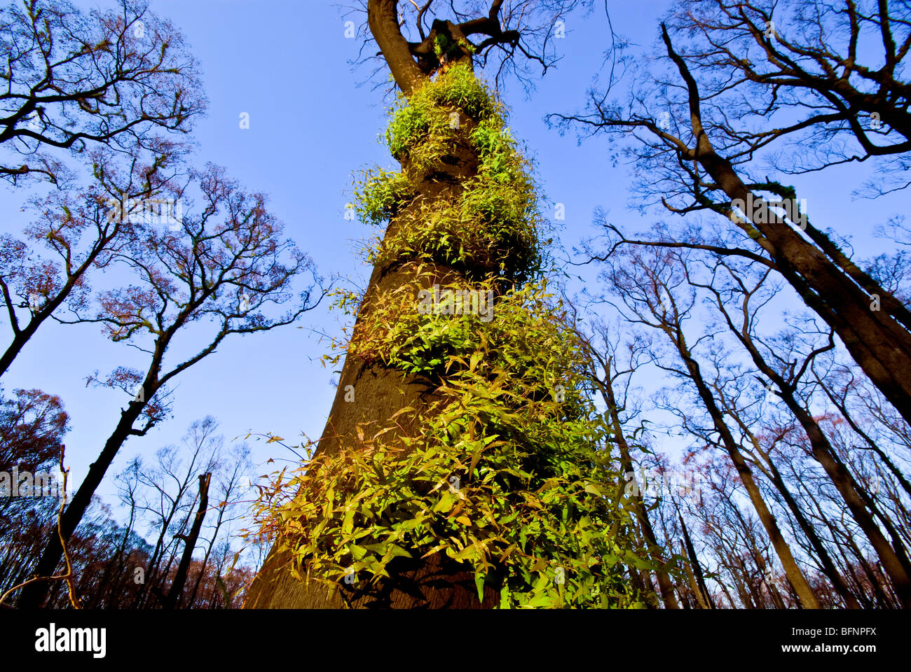 Grüne Blätter sprießen aus Eukalyptus Lignotubers auf einem verbrannten Baumstamm. Stockfoto