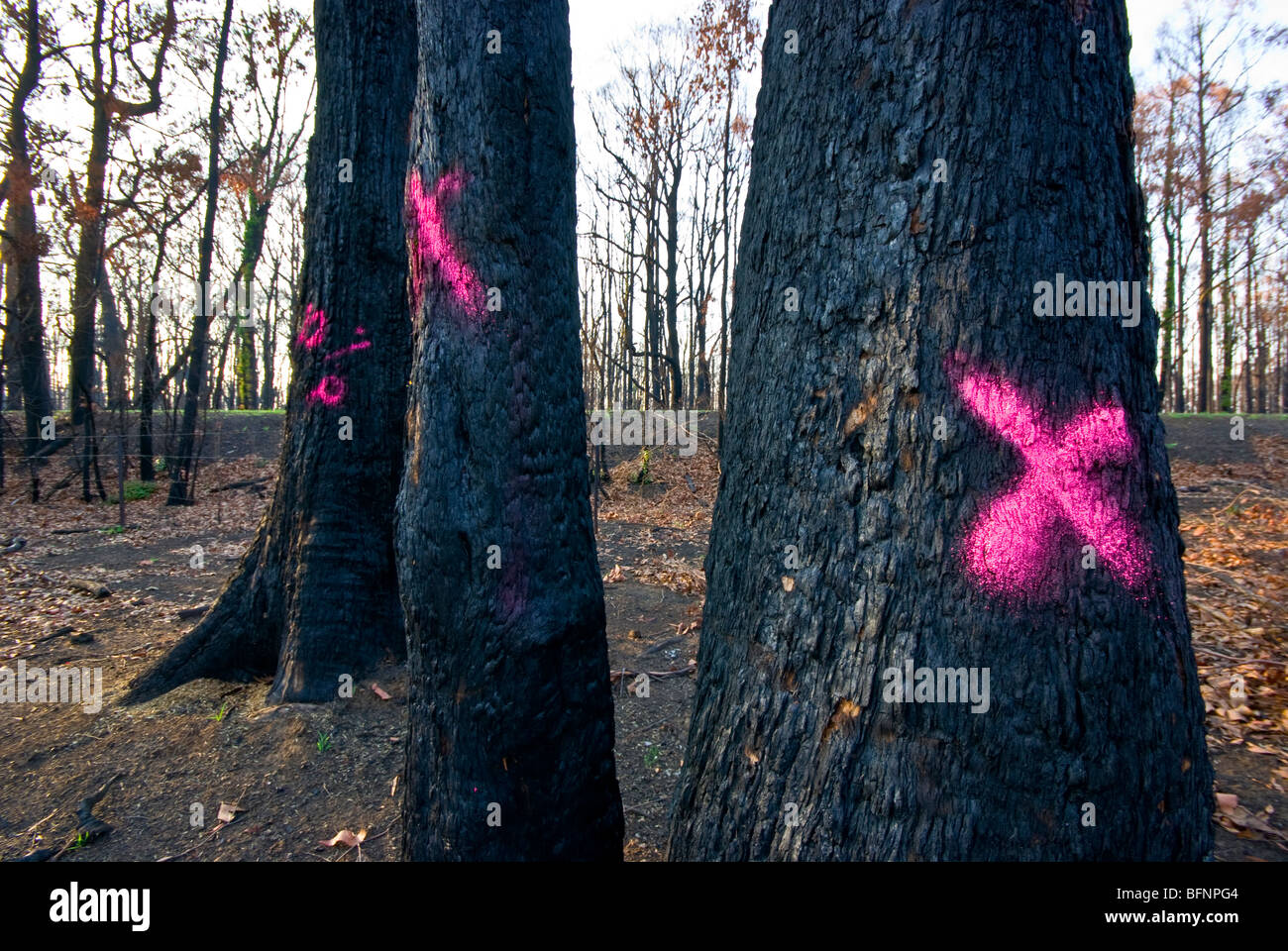 Feuerwehr markieren die Stämme der Bäume, die nach einem Brand Einschlag. Stockfoto