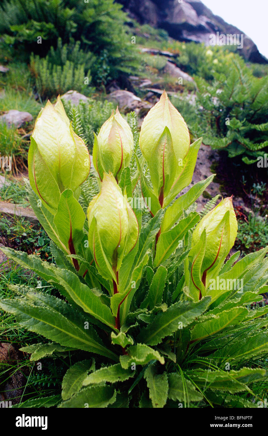 Brahma kamal; Saussurea obvallata; Hemkund; Tal der Blumen; ghangaria; gobind Ghat; chamoli; Uttaranchal; uttarakhand; Indien; asien Stockfoto