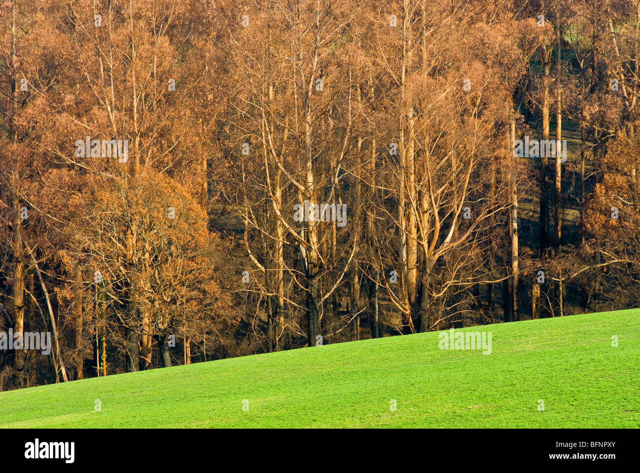 Feuer dezimiert Wald Kontraste mit angrenzenden saftigen Weide Feldern. Stockfoto