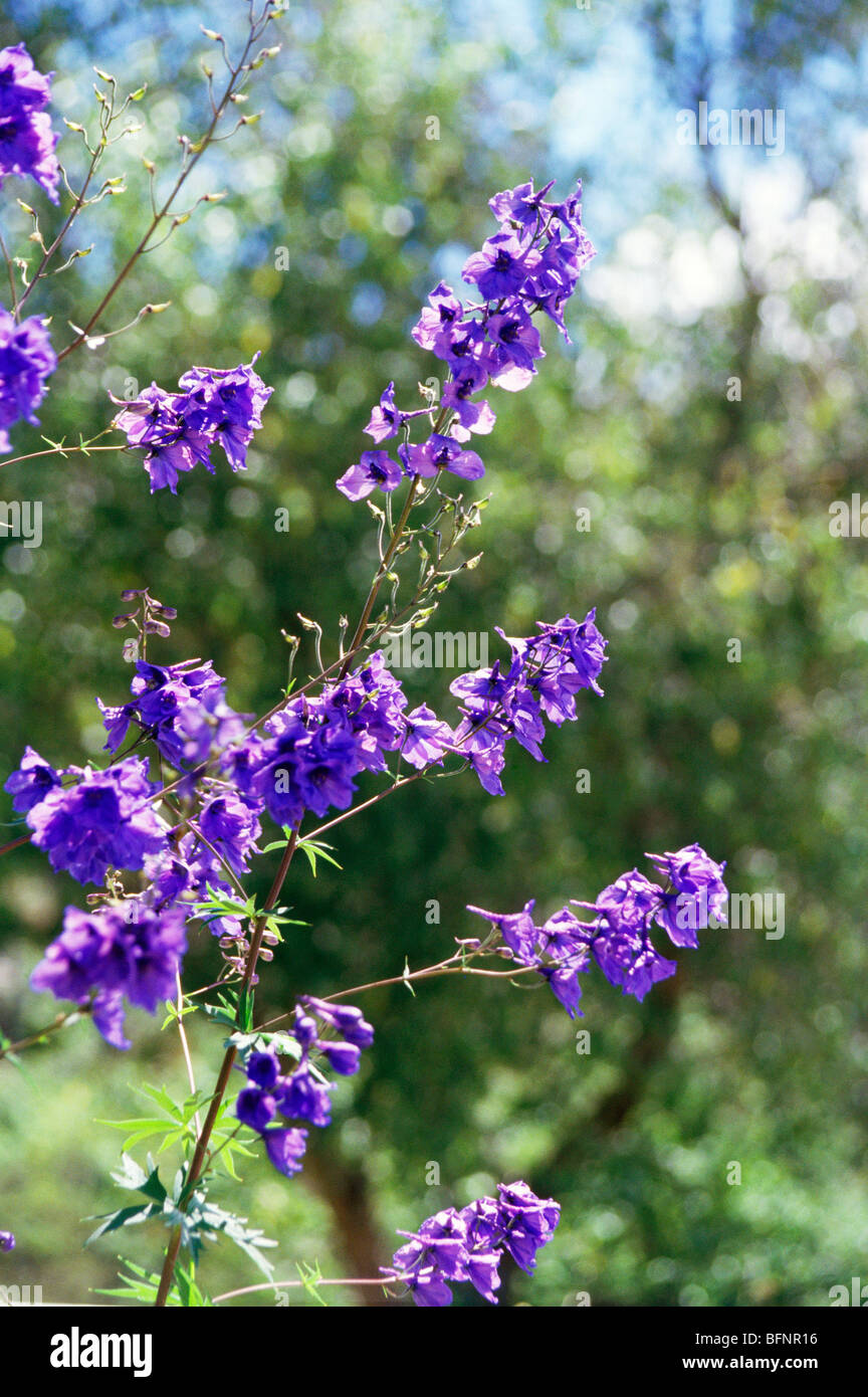 MAA 62843: Rittersporn; Delphinium-Konsolidierung; violette Blume; Indien Stockfoto