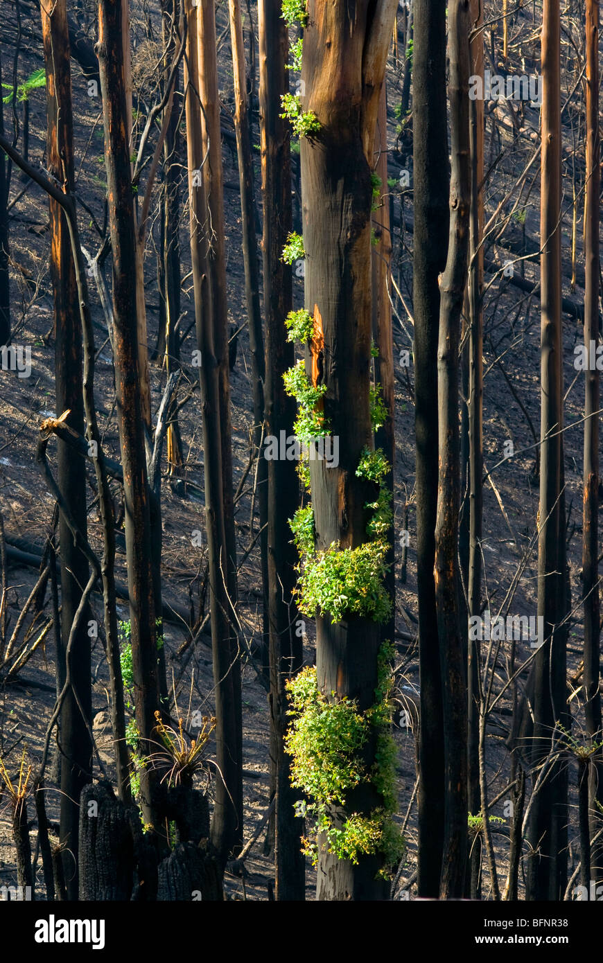 Grüne Blätter sprießen aus Eukalyptus Lignotubers auf einem verbrannten Baumstamm. Stockfoto