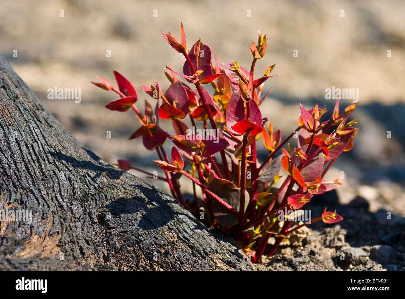 Rote Blätter sprießen aus Eukalyptus Lignotubers auf einem verbrannten Baumstamm. Stockfoto