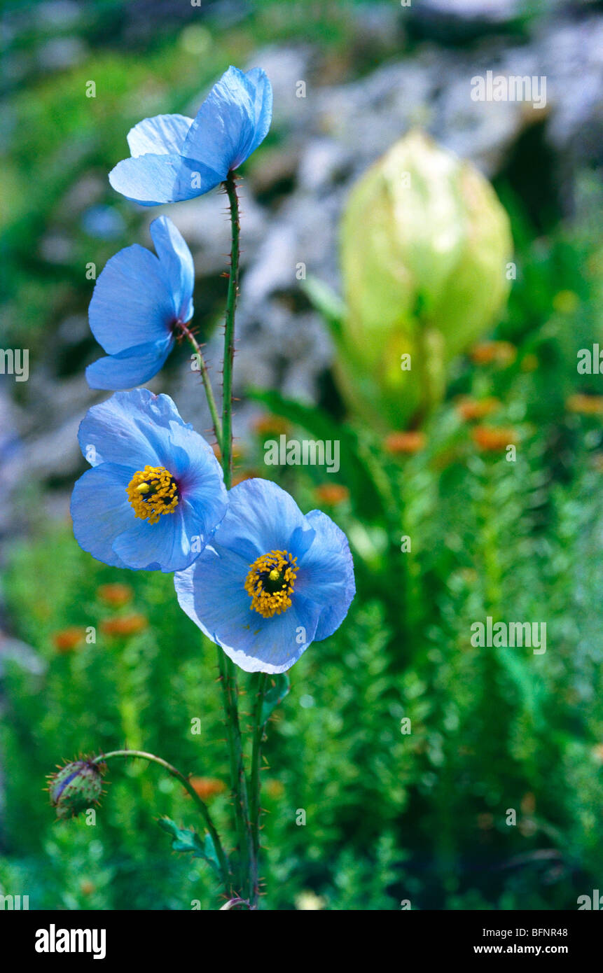 RAA 62849: Tal der Blume Blau Mohn; Indien Stockfoto