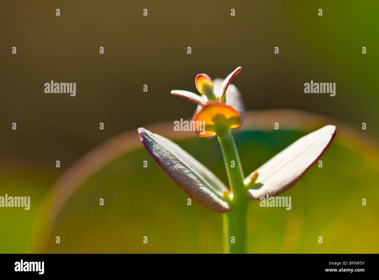 Vene Detail eines Eukalyptus Blattes auf eine Lignotuber auf einem verbrannten Baumstamm Stockfoto