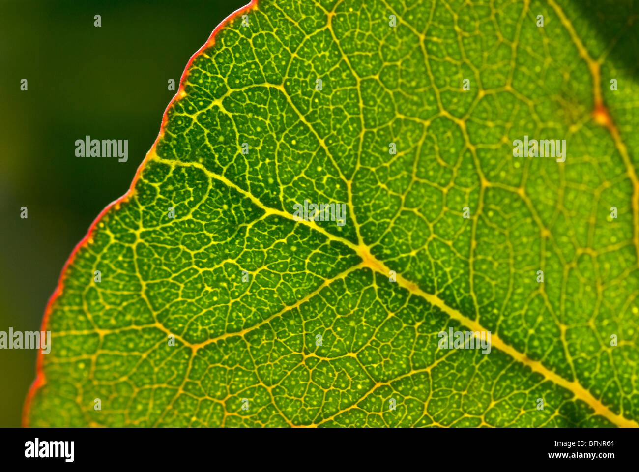 Vene Detail eines Eukalyptus Blattes auf eine Lignotuber auf einem verbrannten Baumstamm Stockfoto