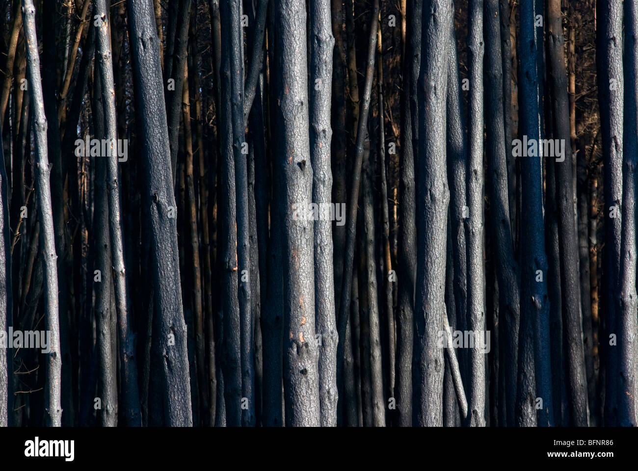 Eine desolate Stand von Eukalyptus Plantagenholz durch einen Brand zerstört. Stockfoto