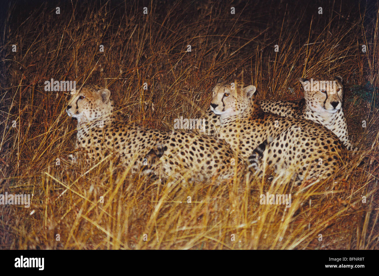 Gepard Masai Mara Kenia Afrika Stockfoto