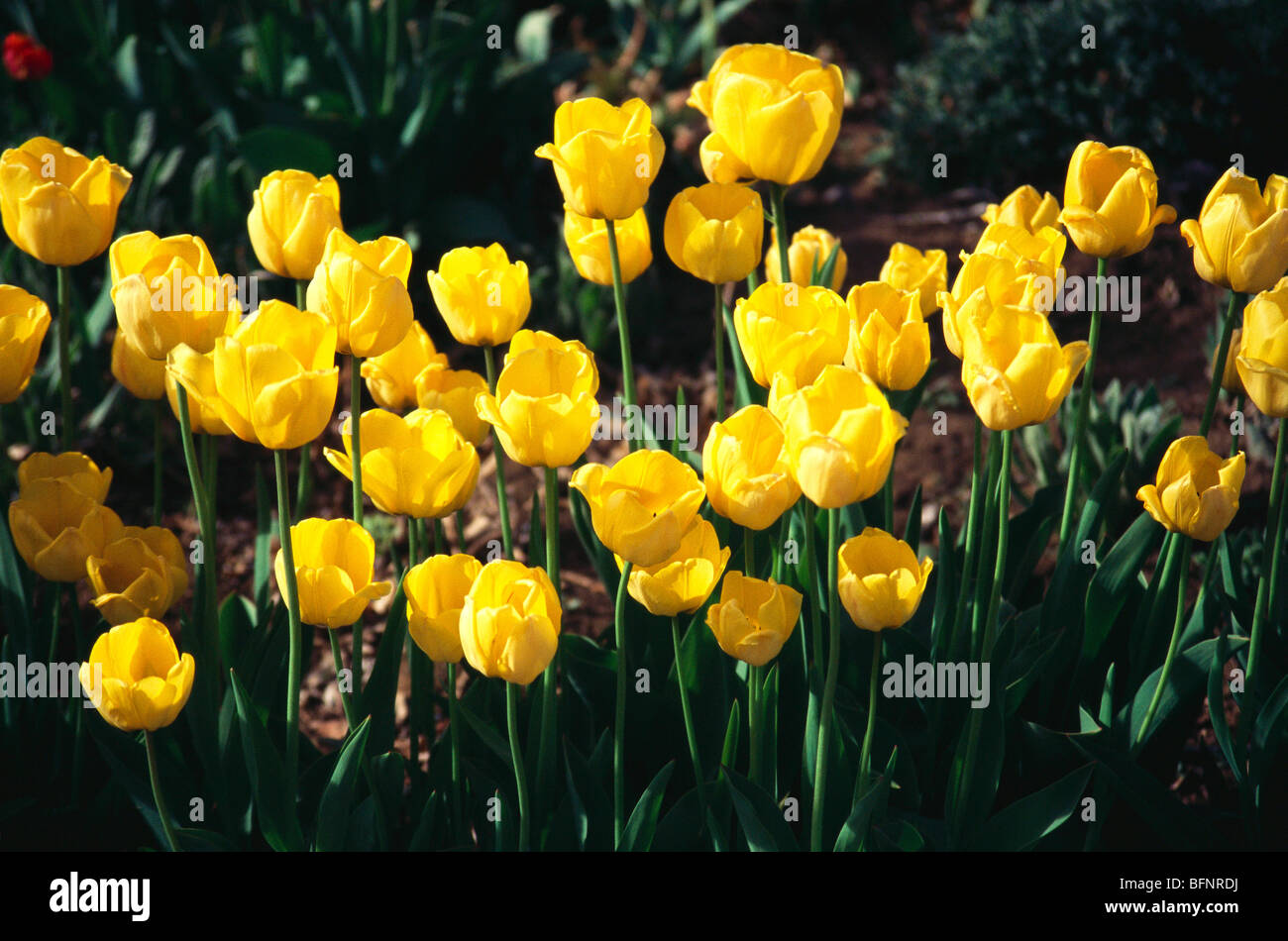 Tulpengelbe Blumen, Tulpengarten; USA; Amerika Stockfoto