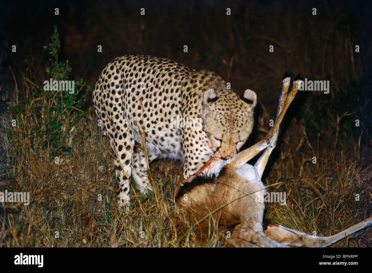 Geparden mit Kill; Masai Mara; Maasai Mara; Mara National Park; Narok County; Kenia; Afrika Stockfoto