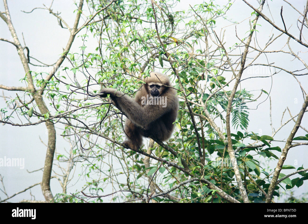 Hoolock Gibbon auf Baum sitzend; Hoollongapar Gibbon Wildlife Sanctuary; Jorhat; Assam; Indien; asien Stockfoto