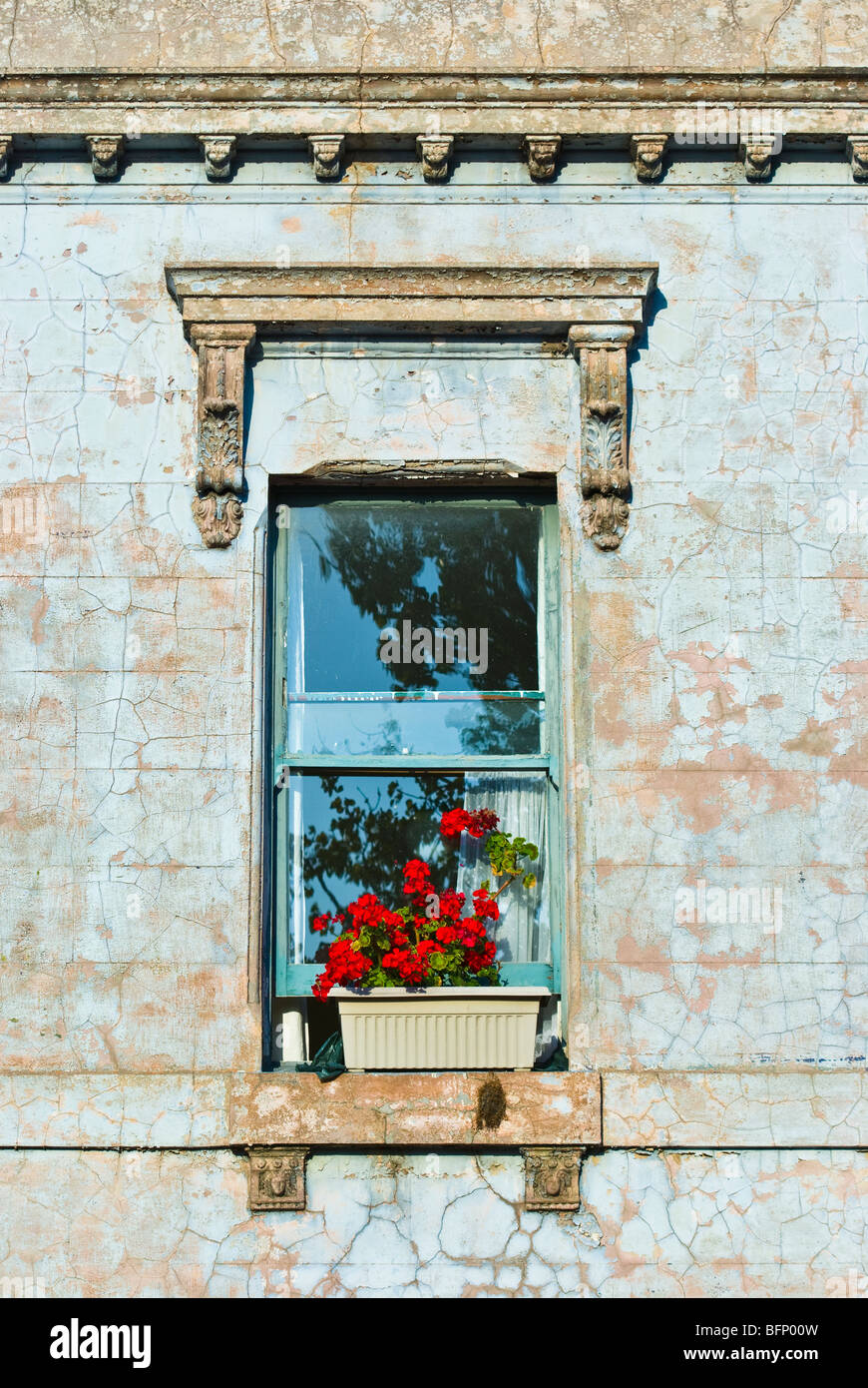 Blumenkasten mit leuchtend roten GeranienBlüten beruht auf einer