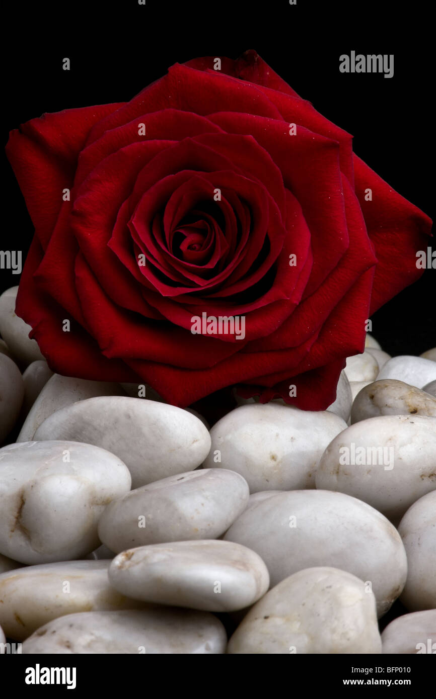 rote Rose auf weißem Kiesel Stockfoto