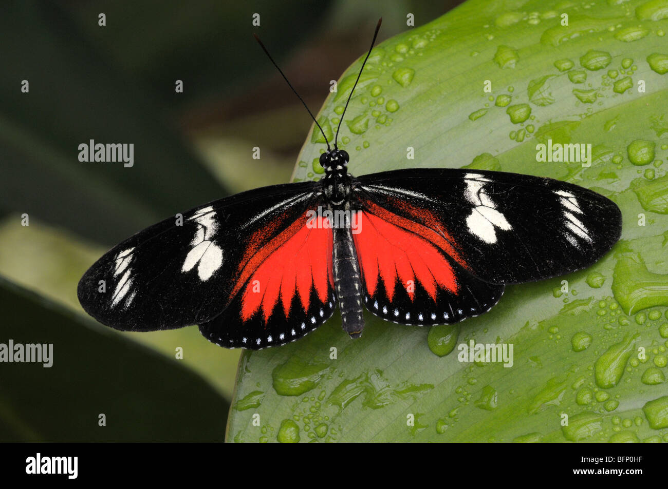 Doris Longwing (Heliconius Doris) auf einem Blatt. Stockfoto