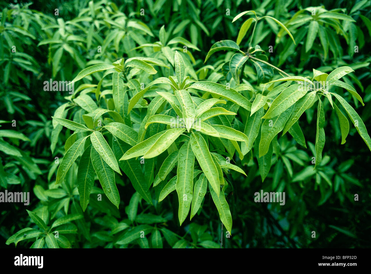 Mango-Baum-Blätter Stockfoto