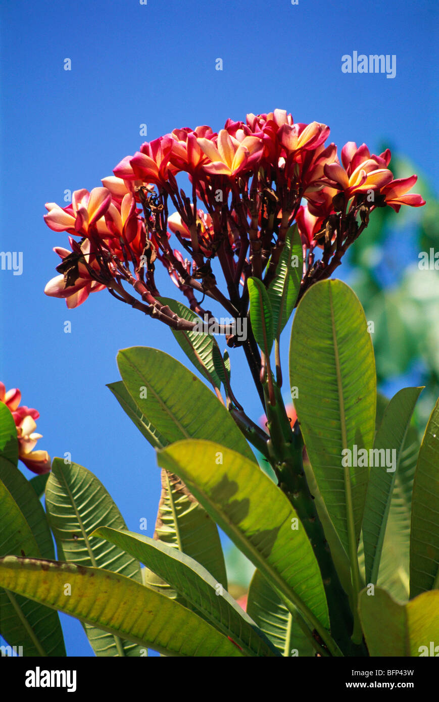 Champa Baum Blumen; Campaka Baum Blumen; Indien; asien Stockfoto