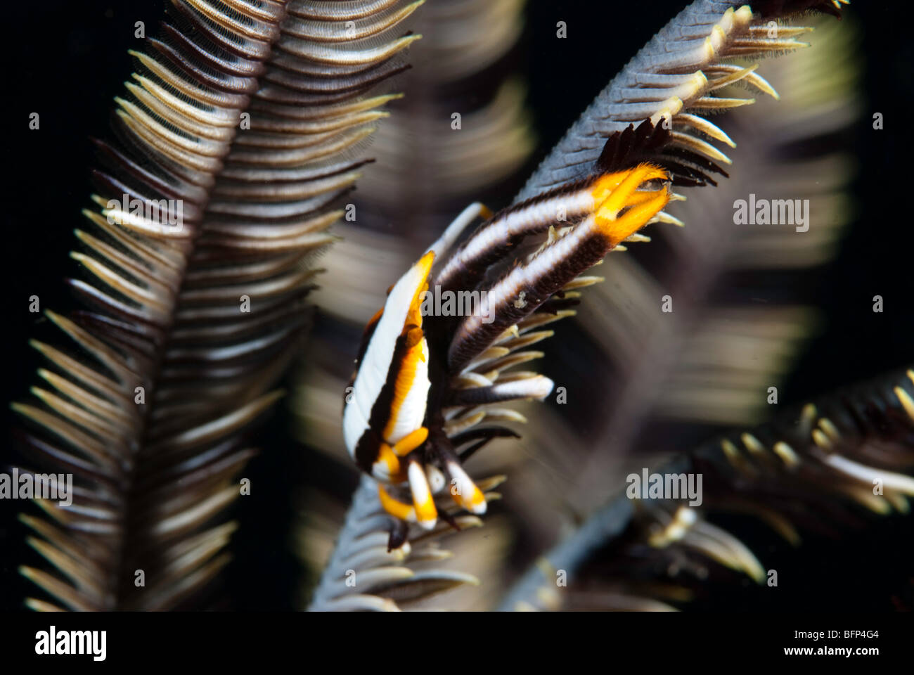 Peitschenkorallen hocken Hummer Stockfoto