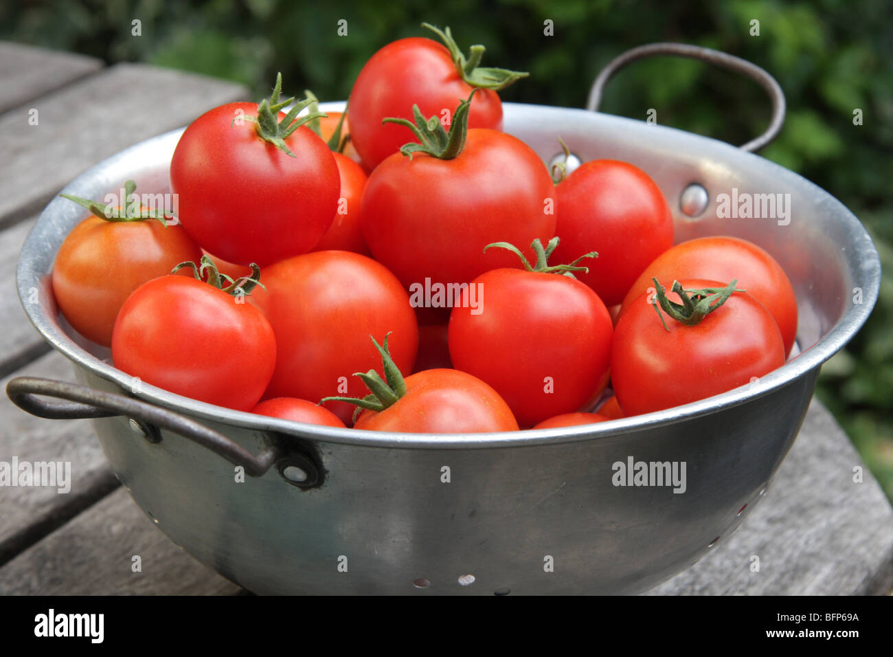 Ein Haufen von Bio Tomaten aus dem Garten Stockfoto