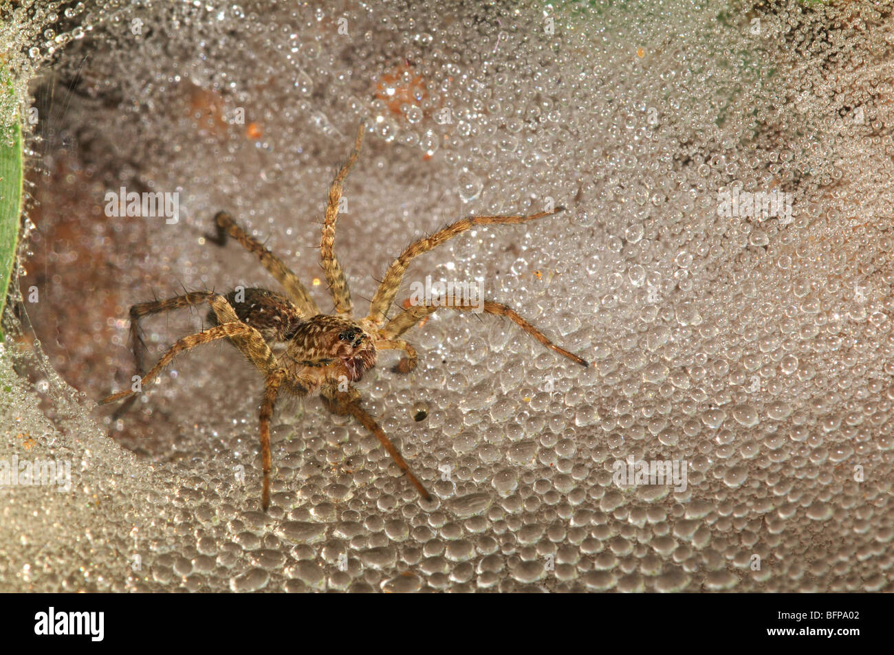 Tunnel-Spider Stockfoto