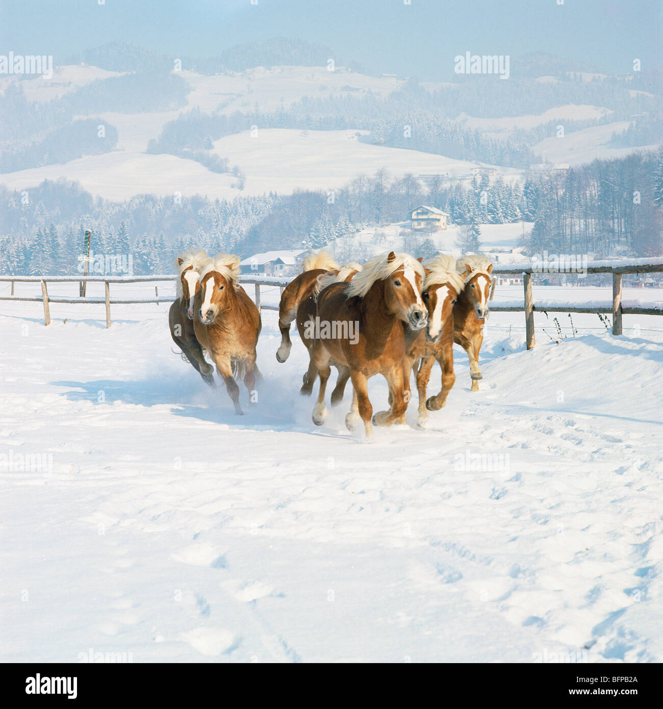Gruppe von Haflinger-Fohlen im Galopp durch den Schnee in Österreich  Stockfotografie - Alamy