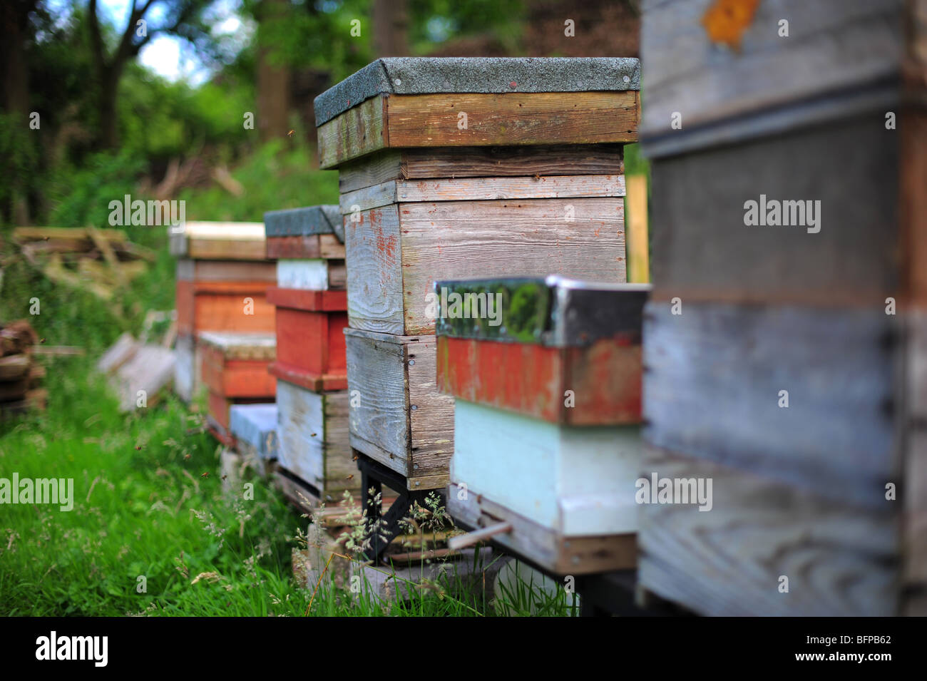 Bienenstöcke im Bild auf einem Bauernhof in Dorset. Stockfoto