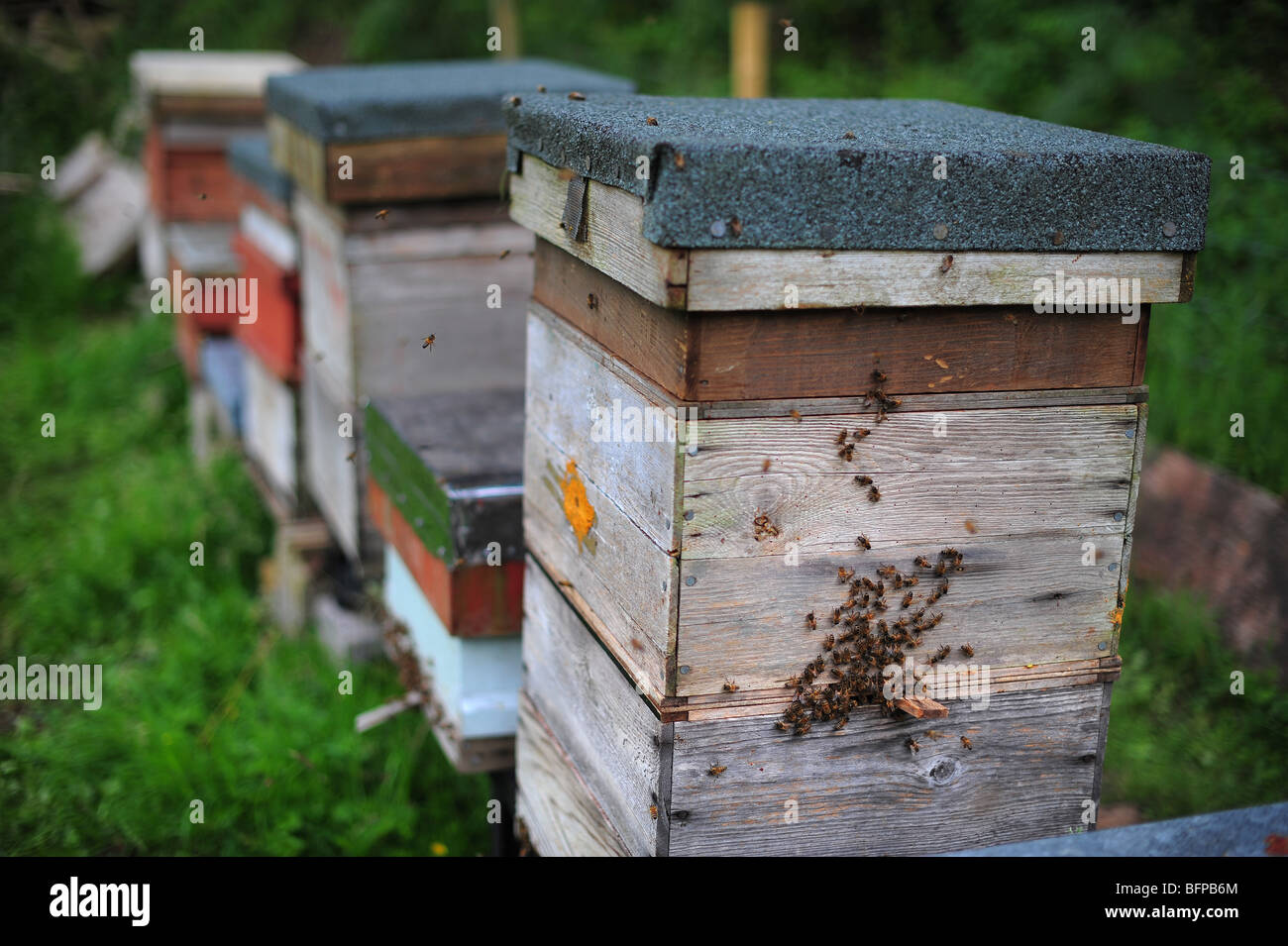 Bienenstöcke im Bild auf einem Bauernhof in Dorset. Stockfoto