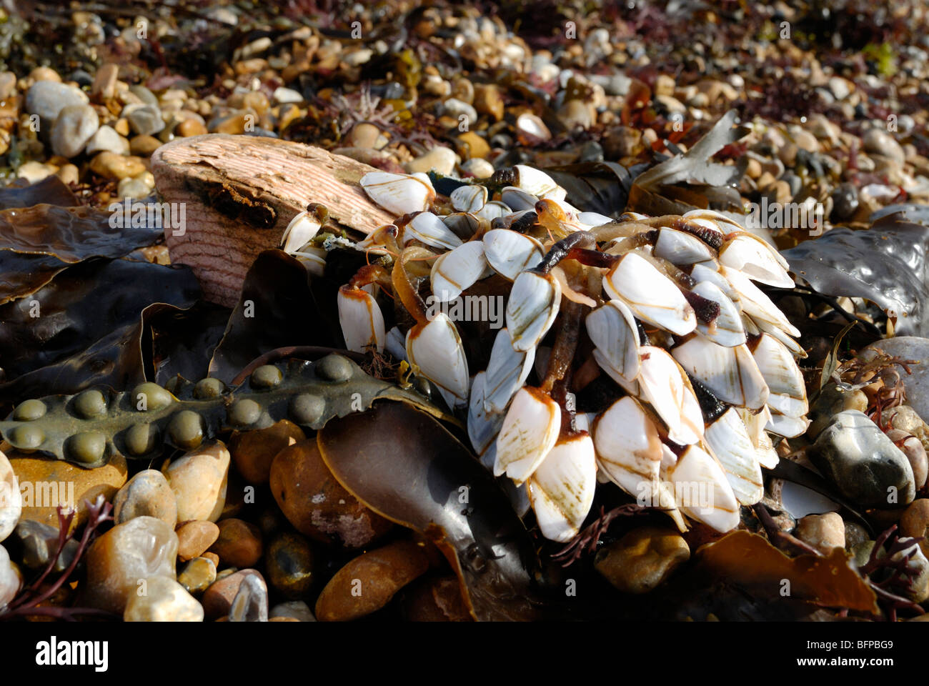 Gans Entenmuscheln klammerte sich an einen alten Schuh an einen Strand gespült Stockfoto