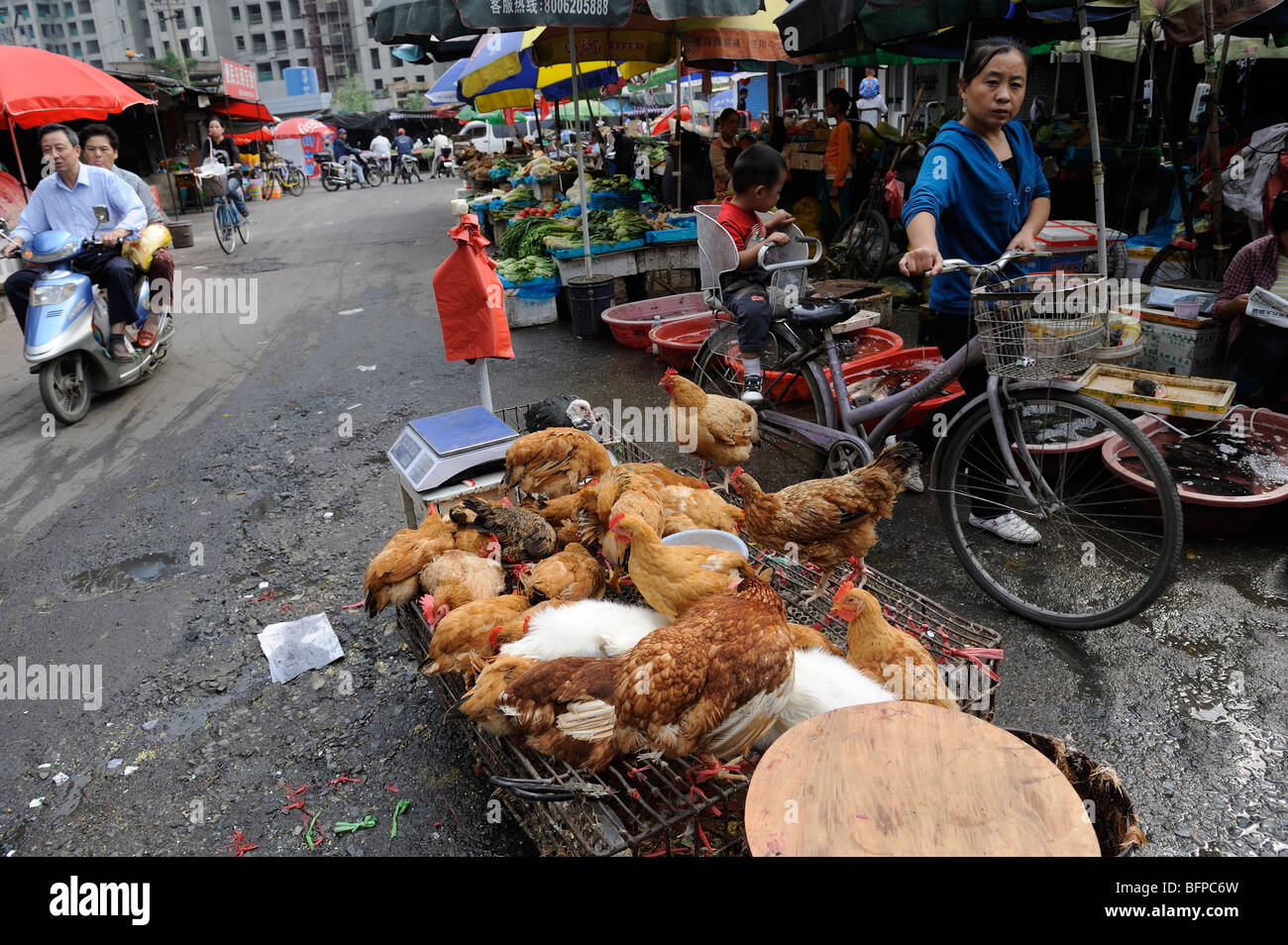 Lebende Hühner stehen zum Verkauf auf Markt in Shanghai, China. 16. Oktober 2009 Stockfoto