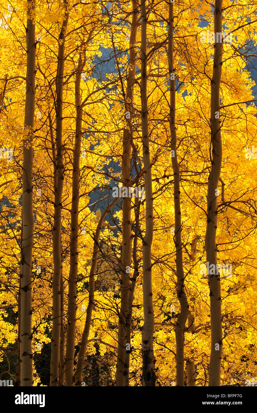 Herbst Espen entlang der Bow Valley Parkway, Banff Nationalpark, Alberta, Canada Stockfoto