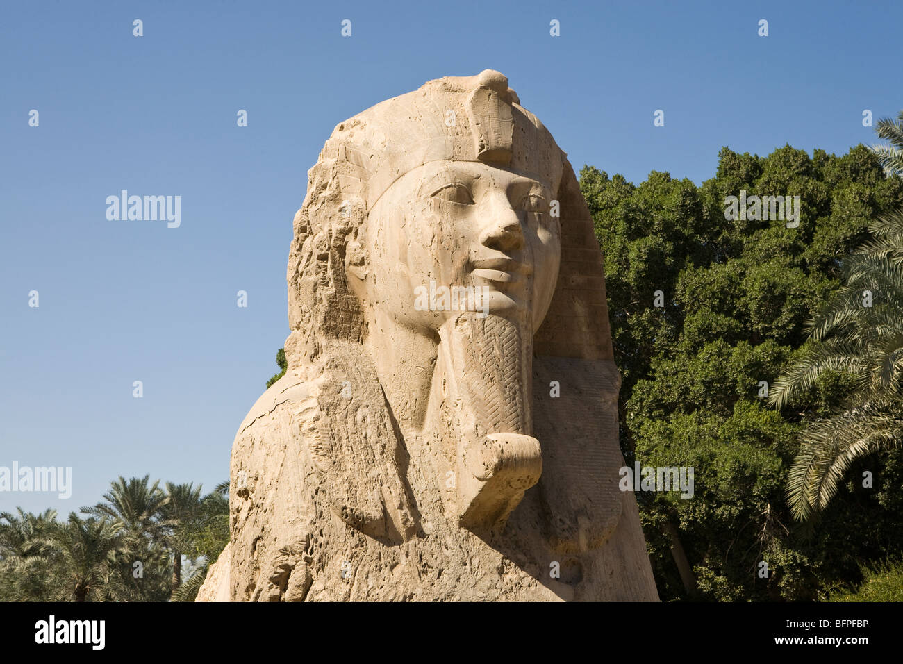 Riesige Alabaster Sphinx im Garten Museums die Überreste von Memphis im Dorf Mit Rahina, Ägypten Stockfoto