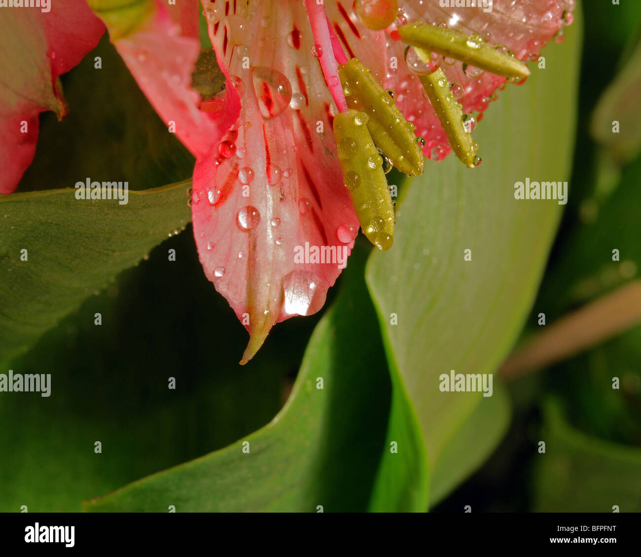 Nahaufnahme von Blütenblättern & Wassertropfen Stockfoto