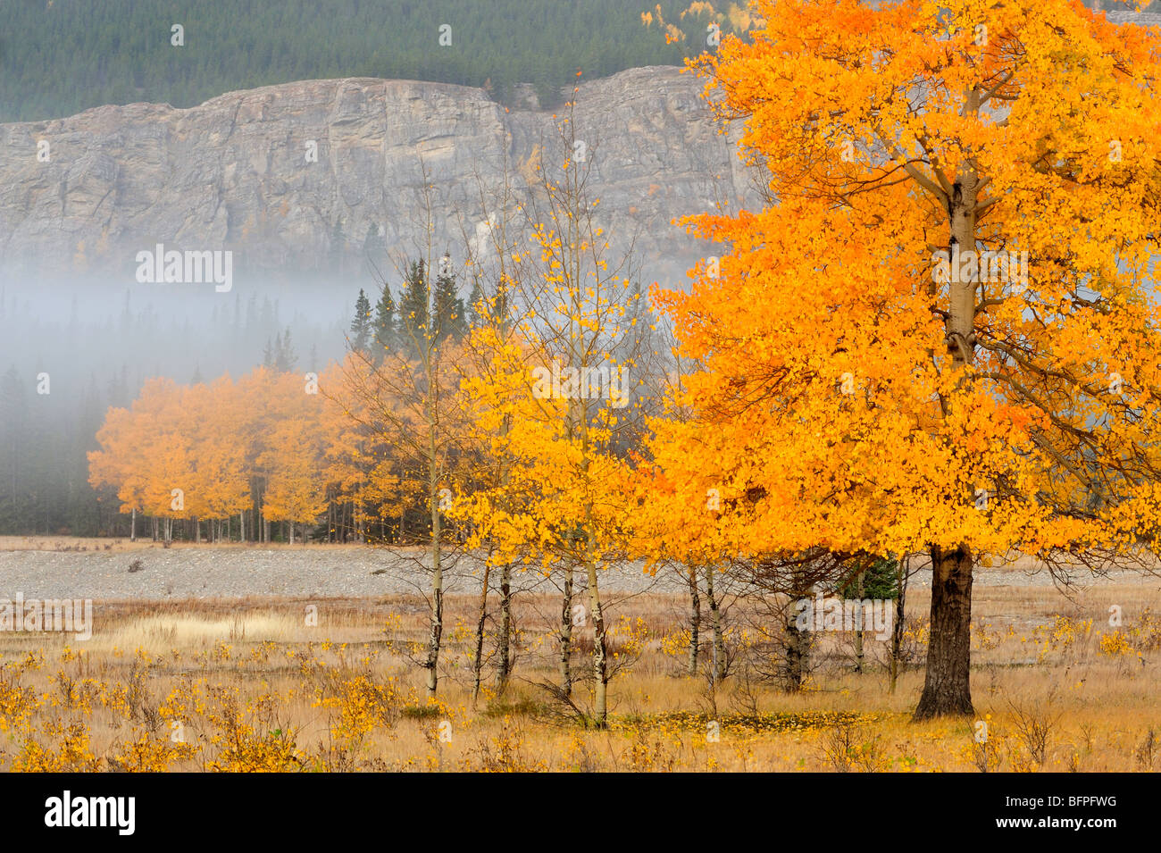 Herbst Espen Morgen Nebel, Kootenay Plains Ecological Reserve, Alberta, Kanada Stockfoto