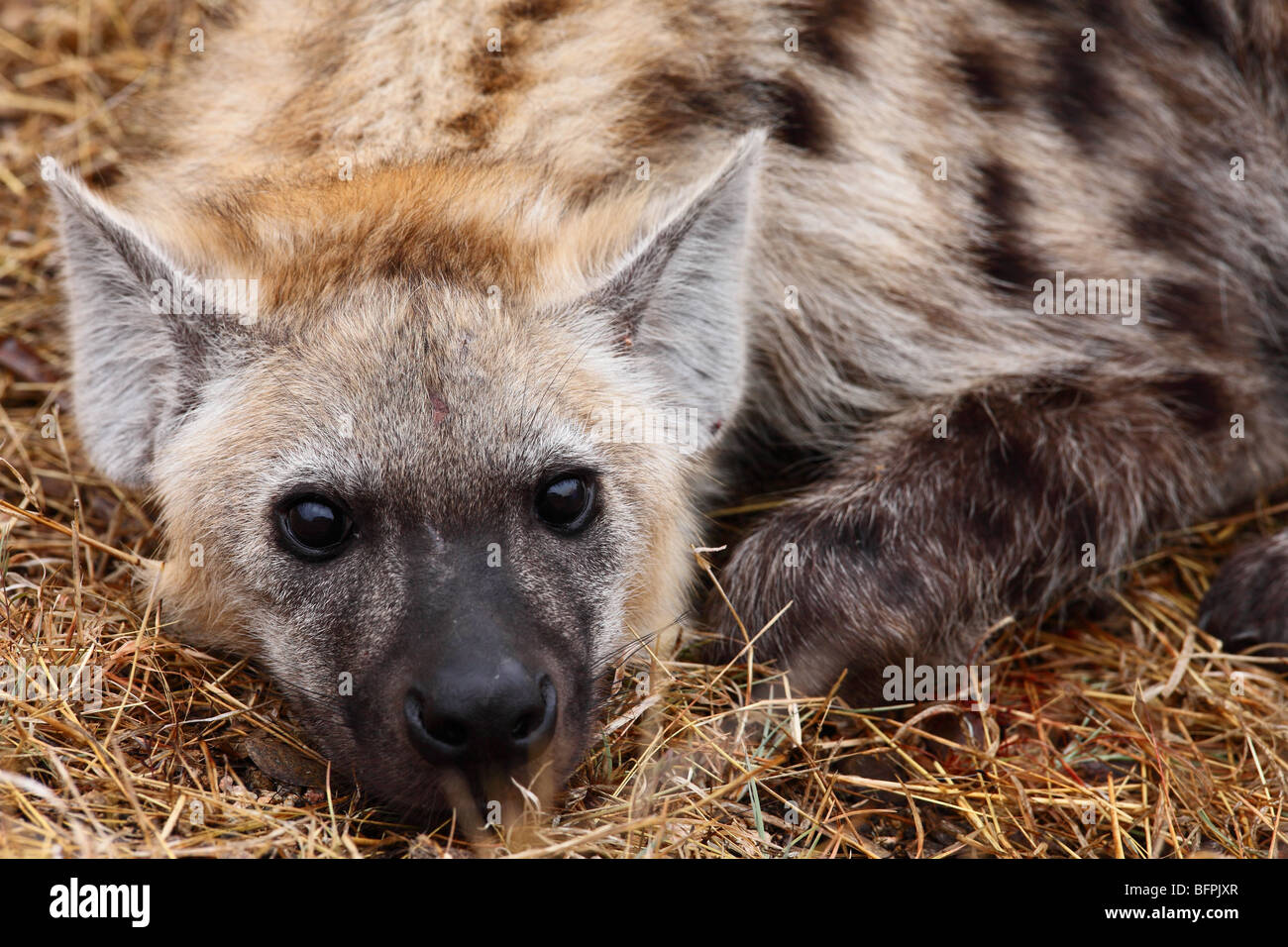 Gefleckte Hyäne cub Stockfoto