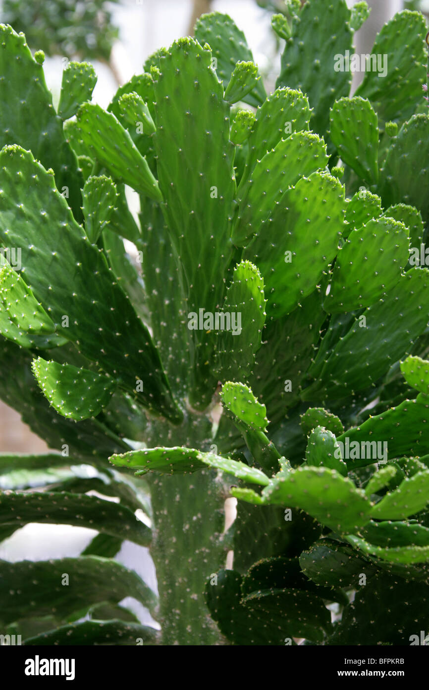 Stachelige Pear Cactus, Opuntia falcata, Cactaceae. Nordwestliches Haiti Stockfoto