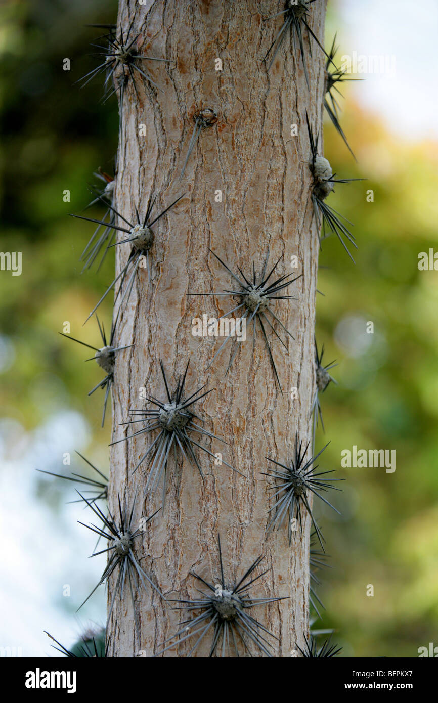 kentia palme kaufen ikea Kentiapalme kaufen | Howea forsteriana main image 1