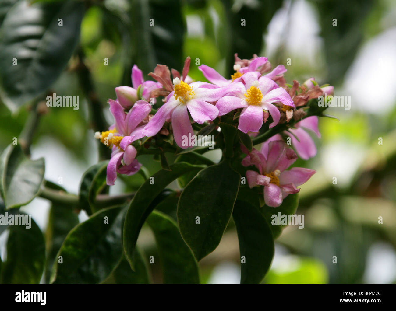 Rose Kaktus, Pereskia Grandifolia, Cactaceae, Brasilien, Südamerika Sy Kaktus oder Rhodocactus Grandifolius, Kaktus-Rosa. Stockfoto