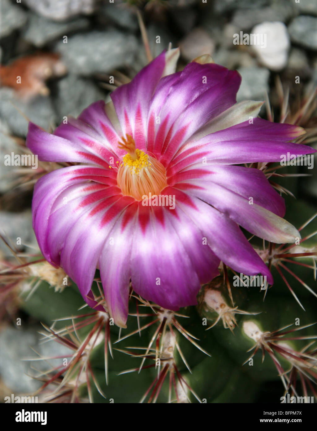 Thelocactus bicolor, Cactaceae, südlichen und zentralen USA, Mexiko Stockfoto
