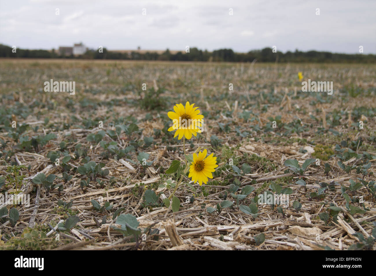 Sonnenblumen in Charente-Maritime, Frankreich Stockfoto