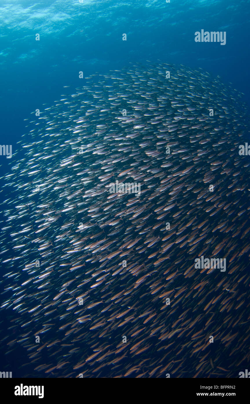 Bait Ball der Fisch im offenen Ozean, Kei Kecil (Kai Inselchen), Teil von den Molukken, Indonesien. Stockfoto
