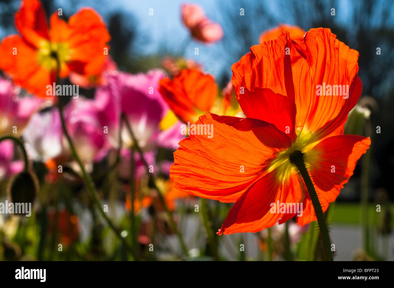 Mohn Blumenbeet Stockfoto