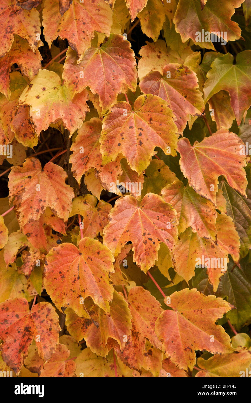 Boston-Efeu Blätter im Herbst. Stockfoto