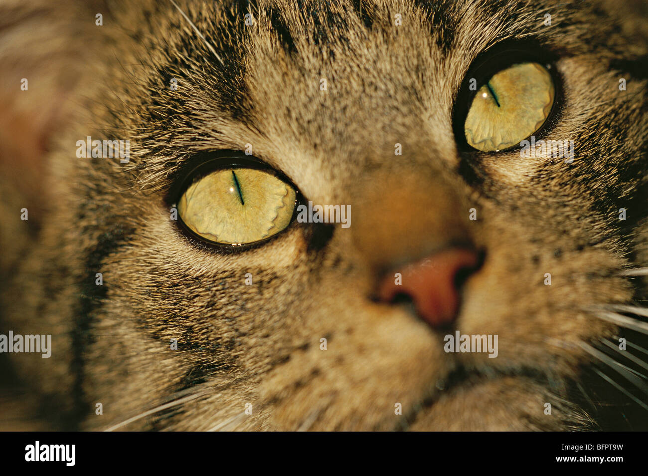 Domestic cat, Cat, Felis Silvestris F. Catus Stockfoto