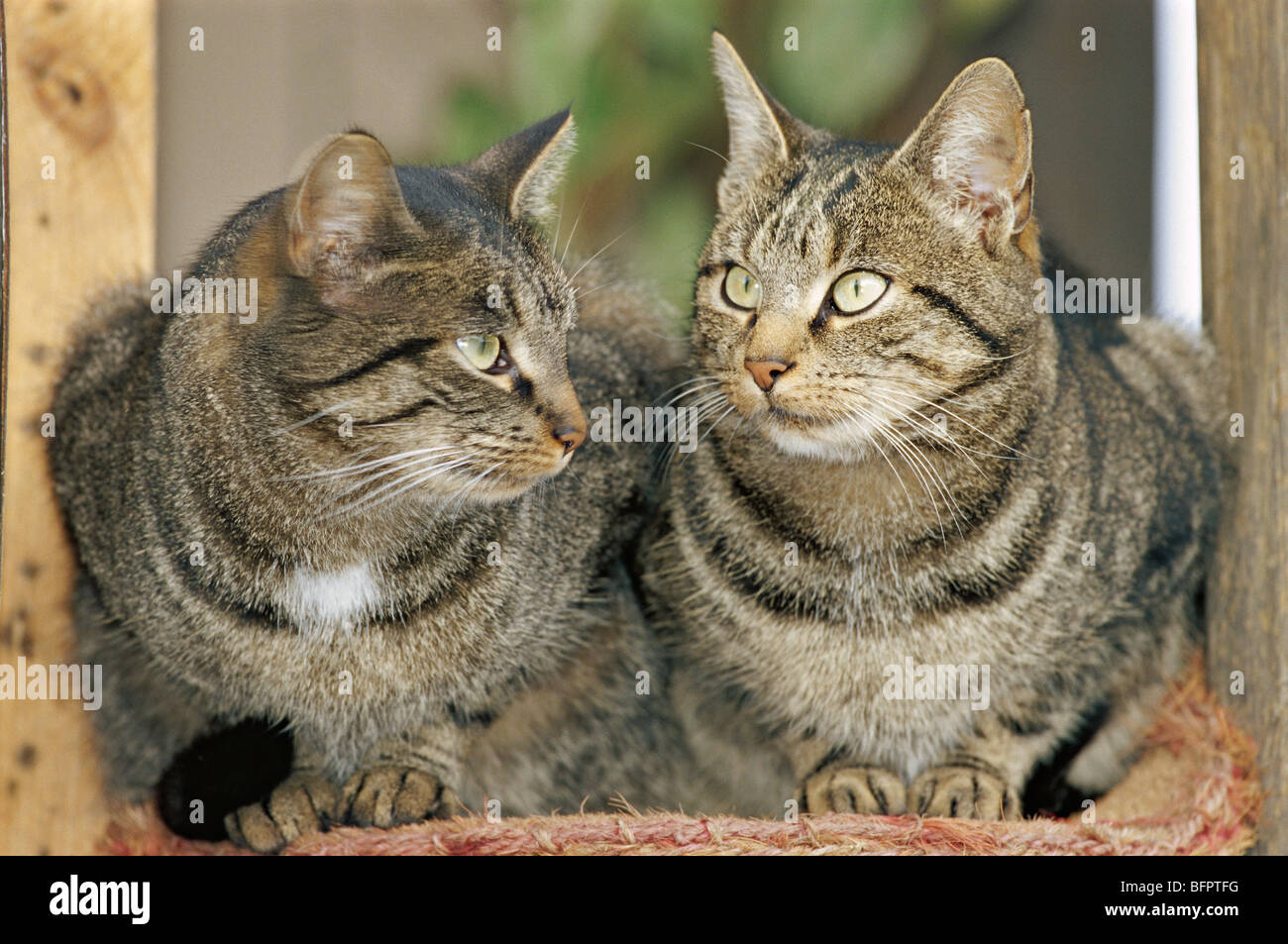 Domestic cat, Cat, Felis Silvestris F. Catus Stockfoto