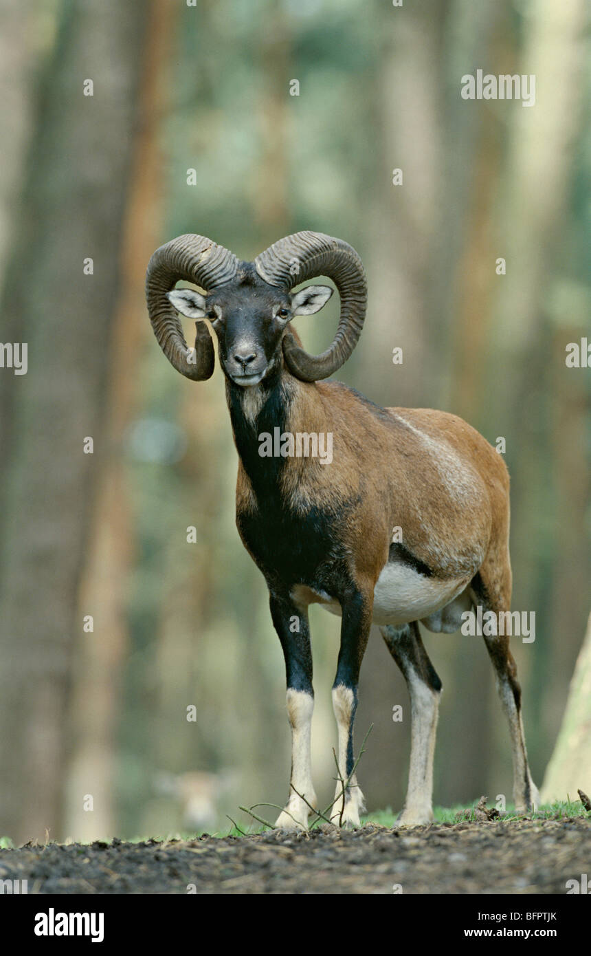 Mufflon Ovis Ammon musimon Stockfoto