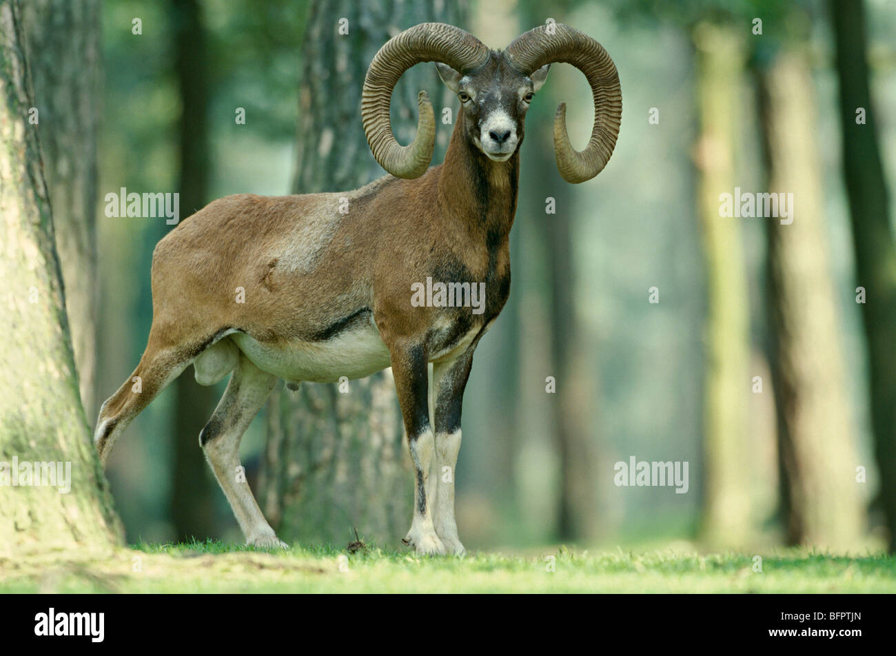 Mufflon Ovis Ammon musimon Stockfoto