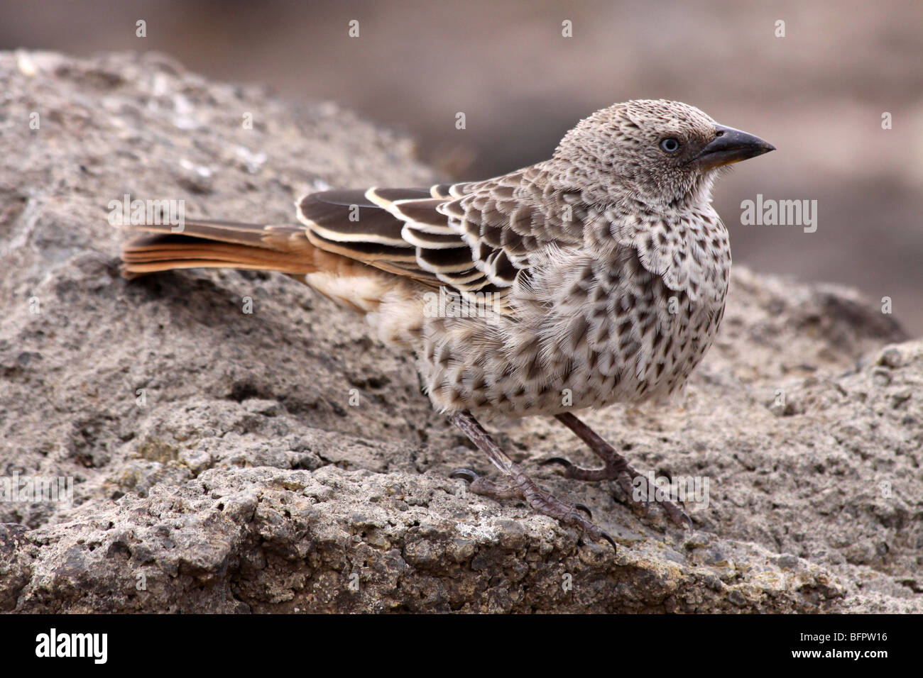 Rotschwanzweber Histurgops ruficauda aufgenommen im Ngorongoro Krater, Tansania Stockfoto