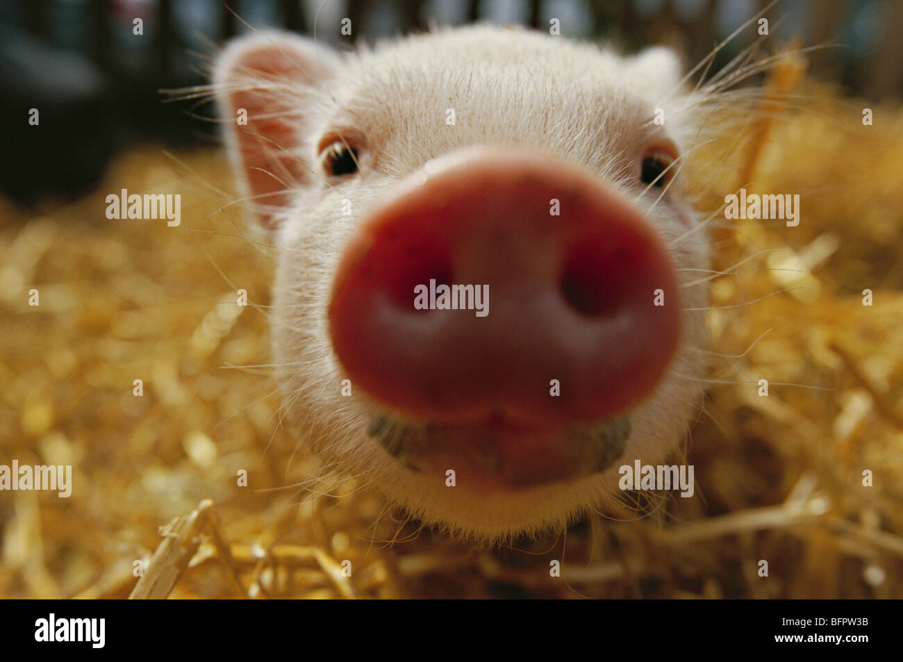 Schwein Stockfoto