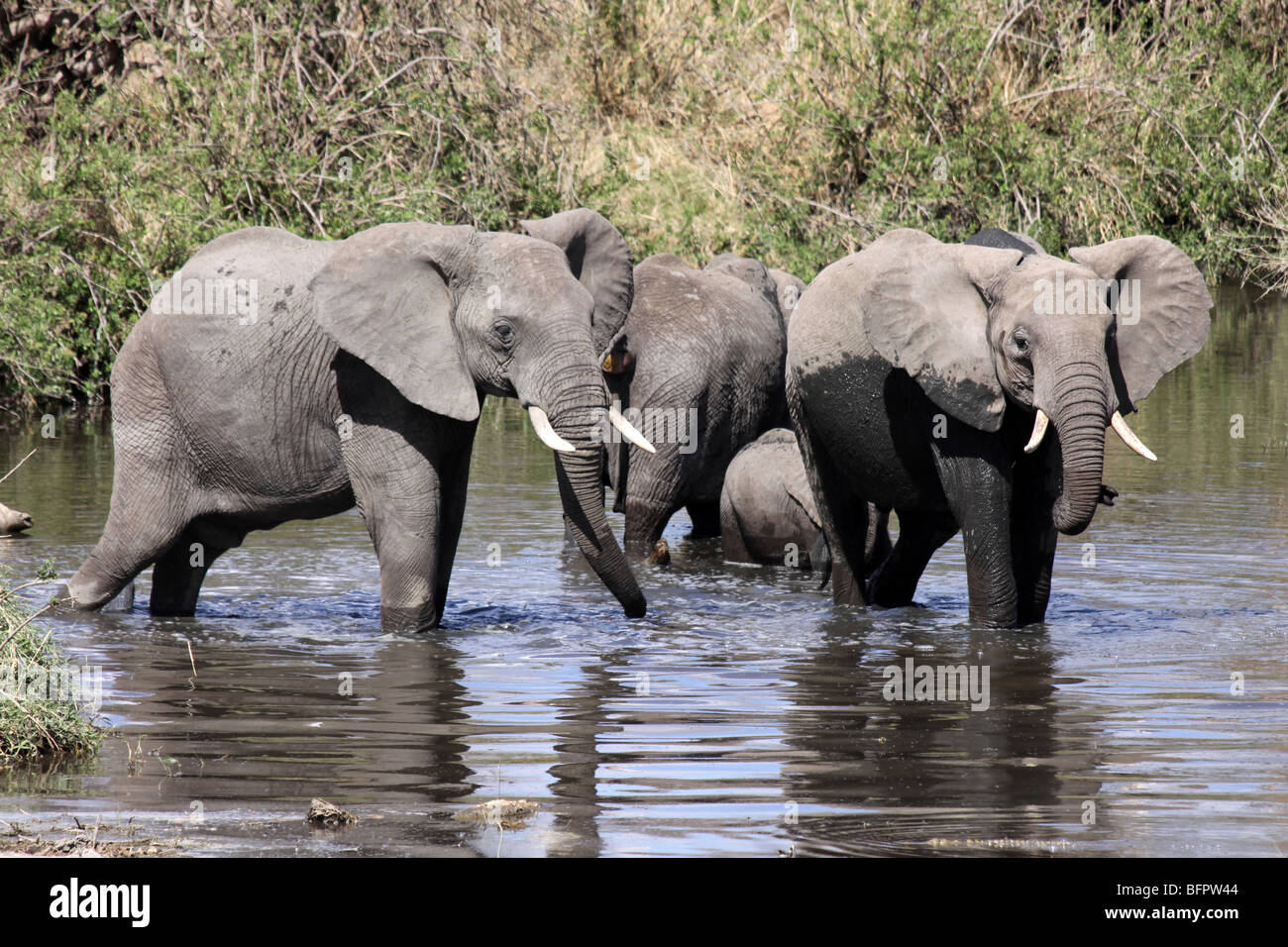 Gruppe der afrikanischen Elefanten Loxodonta Africana Baden genommen In der Serengeti NP, Tansania Stockfoto