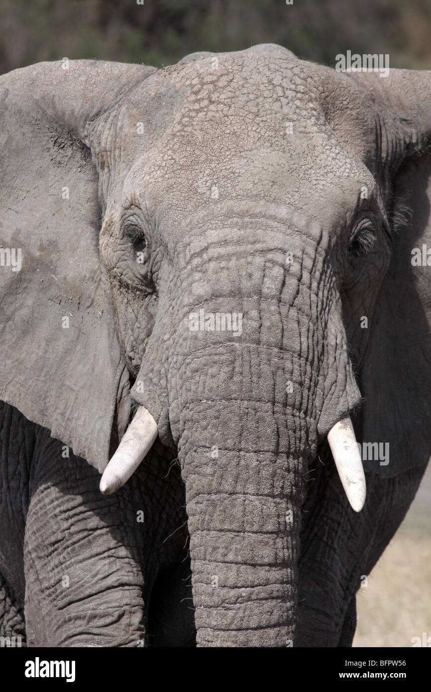 Nahaufnahme der afrikanische Elefant Loxodonta Africana Taken In der Serengeti NP, Tansania Stockfoto