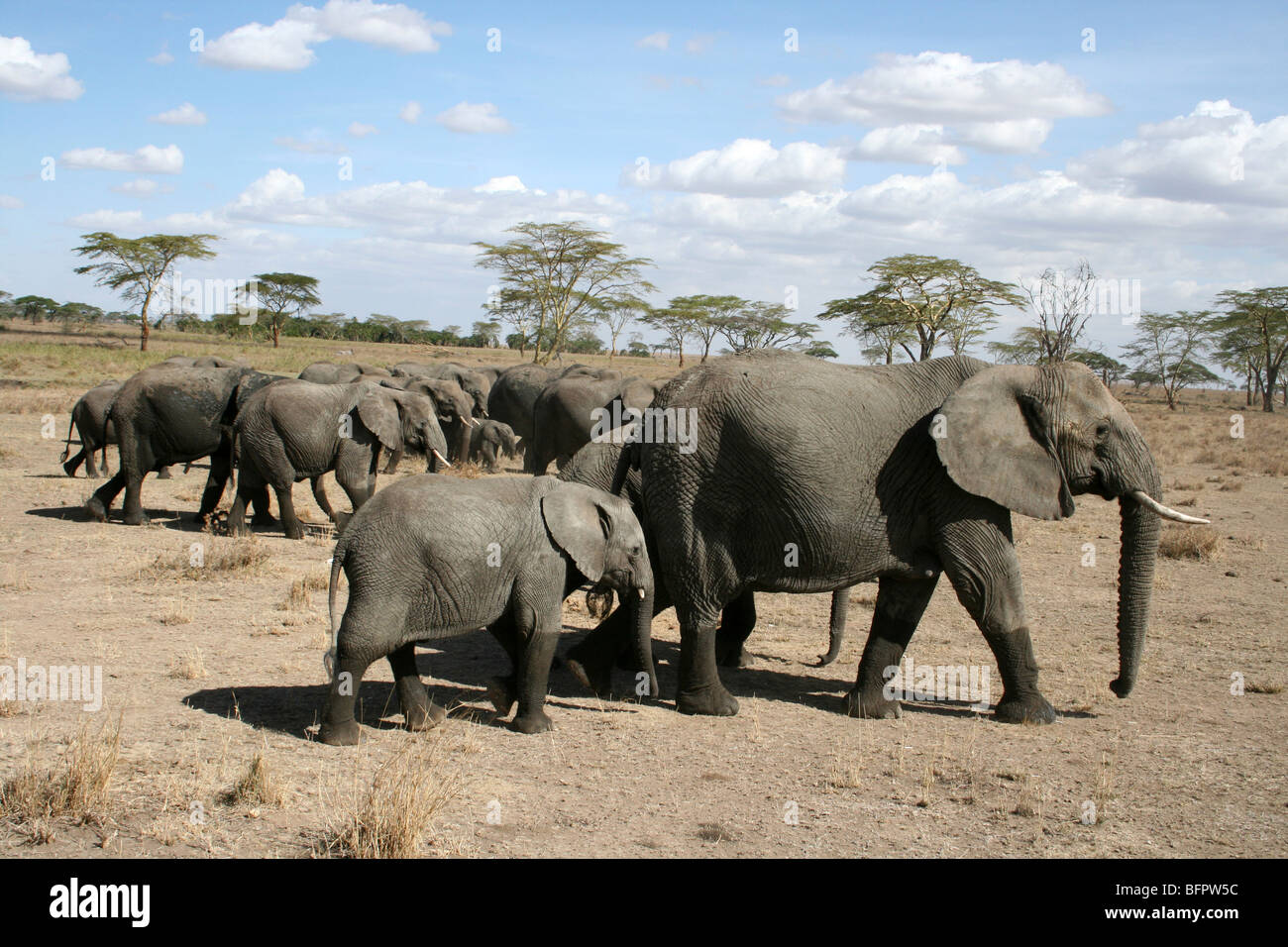 Familie Gruppe von afrikanischen Elefanten Loxodonta Africana Taken In der Serengeti NP, Tansania Stockfoto